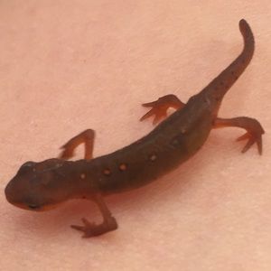 Meet your Posher, Raya